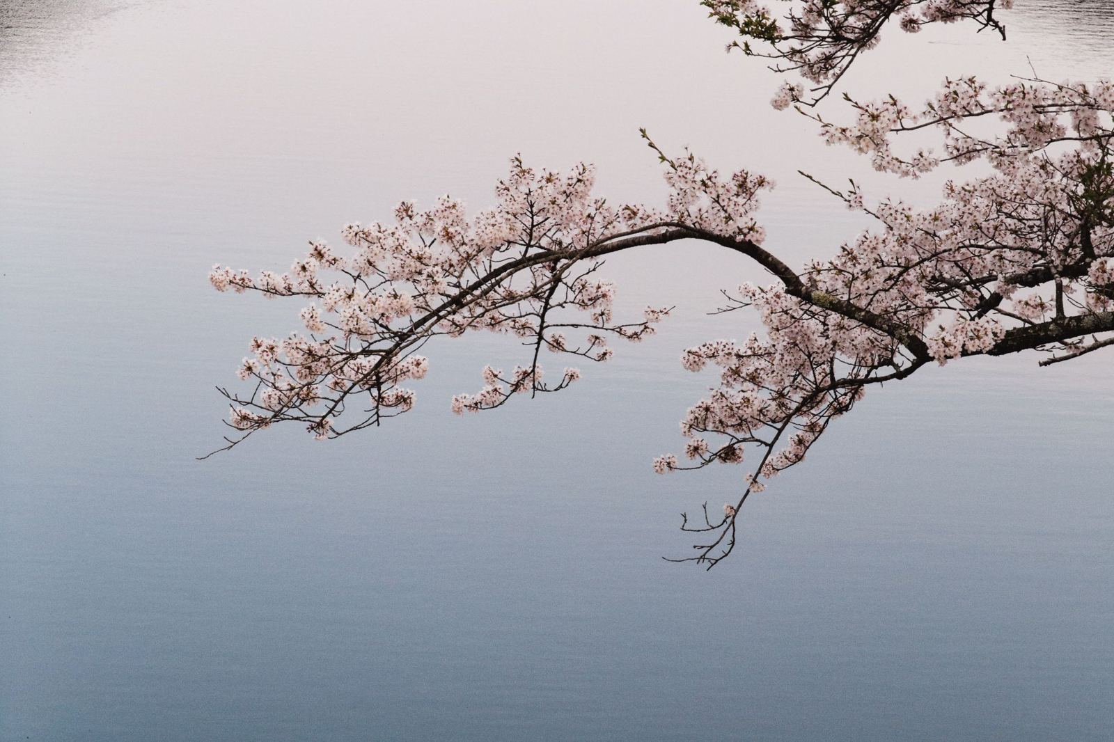 Cherry blossom branch over still water